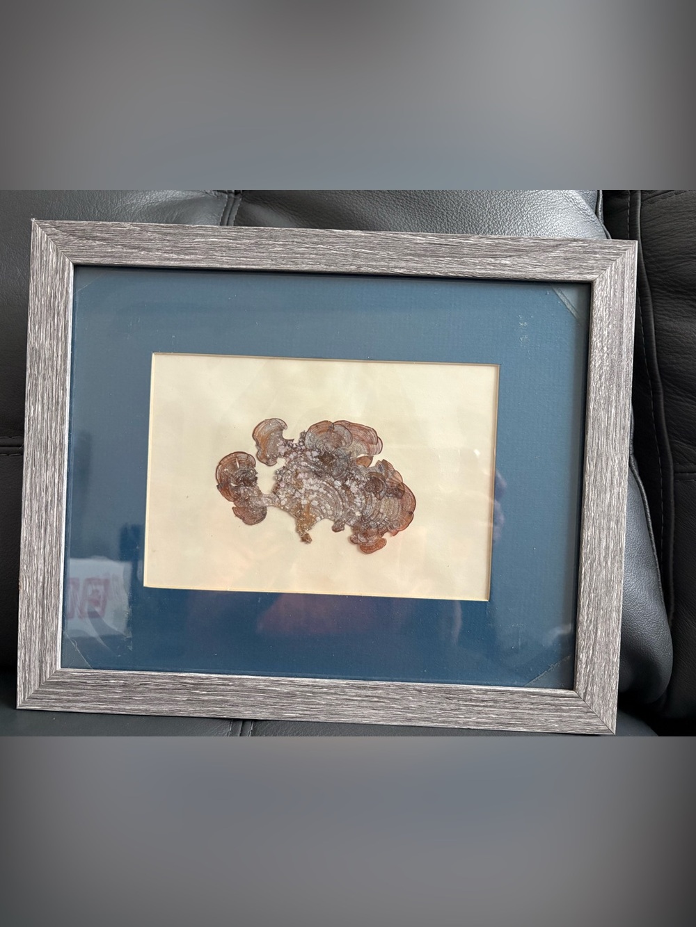 PADINA SANCTAE -CIRCUS - Pressed Seaweed Art - Mated & Framed.